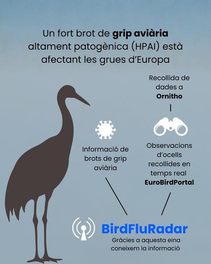 Un fort brot de grip aviària altament patogènica (HPAI) està afectant les grues d'Europa. 
Recollida de dades a Ornitho - Observacions d'ocells recollides en temps real a EuroBirdPortal - BirdFluRadar
Informació de brots de grip aviària - BirdFluRadar
Gràcies a aquesta eina coneixem la informació