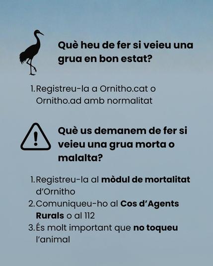Què heu de fer si veieu una grua en bon estat? 
1. Registreu-la a Ornitho.cat o Ornitho.ad amb normalitat

Què us demanem de fer si veieu una grua morta o malalta?
1. Registreu-la al mòdul de mortalitat d'Ornitho
2. Comunique-ho al cos d'Agents Rurals o al 112
3. És molt important que no toqueu l'animal