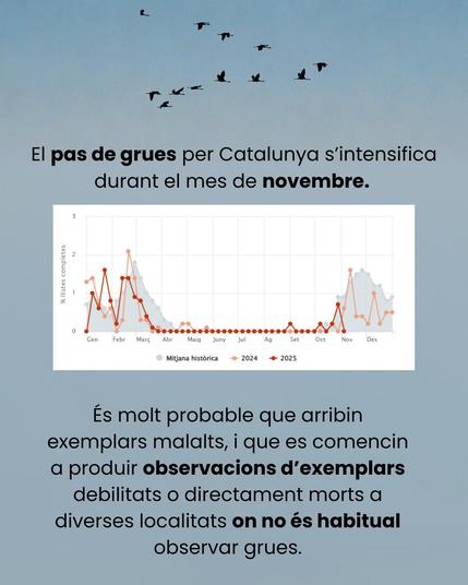 El pas de grues per Catalunya s'intensifica durant el mes de novembre. 
És molt probable que arribin exemplars malalts, i que es comencin a produir observacions d'exemplars debilitats o directament morts a diverses localitats on no és habitual observar grues.