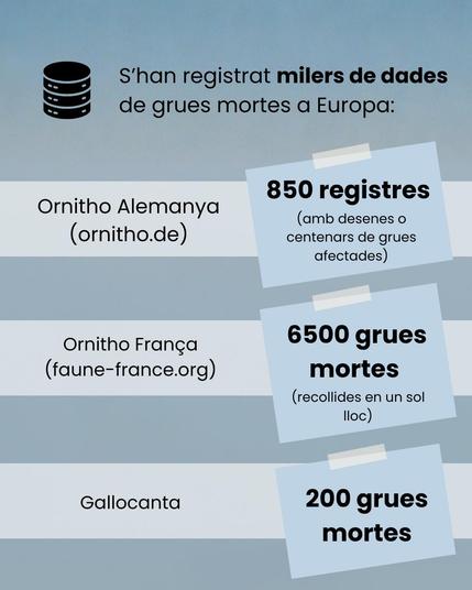 S'han registrat miles de dades de grues mortes a Europa:
Ornitho Alemanya (ornitho.de): 850 registres (amb desenes o centenars de grues afectades)
Ornitho Franca (faune-france.org): 6500 grues mortes (recollides en un sol lloc)
Gallocanta: 200 grues mortes