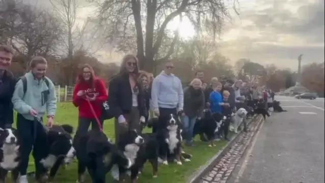 The picture shows a long line of dogs and owners at the curbside of a long stretch of road, the line of dogs disappears into the distance