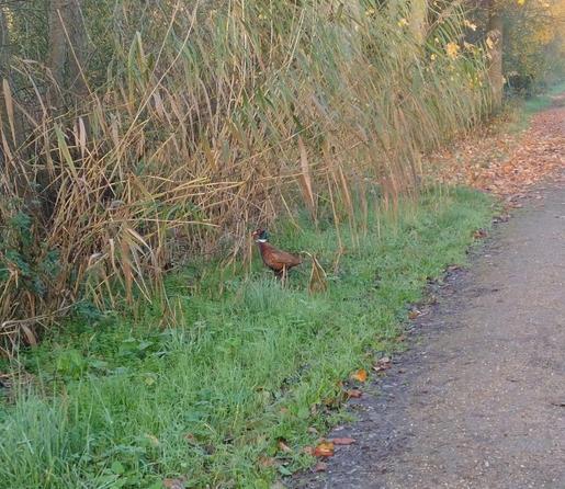 Fazant (mannetje) in het gras, naast een pad.