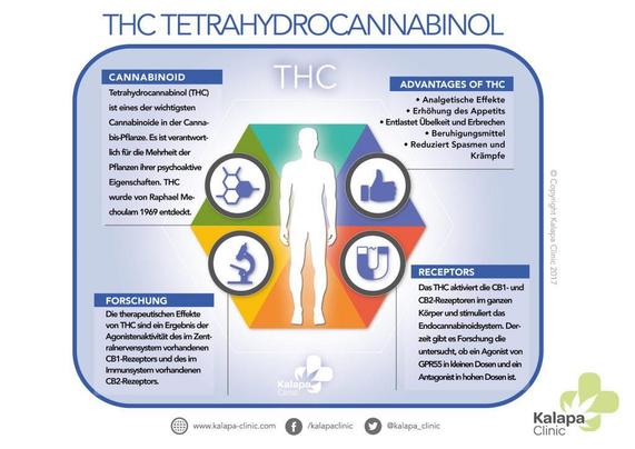 Grafik zu Wirkungen 
Erstmals wurde THC im Jahr 1964 vom israelischen Chemiker Ralphael Mechoulam isoliert. Ein Jahr später gelang demselben Forscherteam die Synthese von THC [1]. Seitdem sind die Daten zur Wirkung des psychotropen THC stark gestiegen. Eine Literaturrecherche in der medizinischen Datenbank PubMed liefert Stand Juli 2021 mehr als 10.000 Veröffentlichungen zur medizinischen Wirkung von THC, darunter unter anderem Übersichtsarbeiten, Doppelblindstudien, Bücher und Dokumente [2].