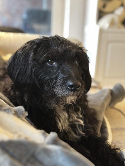 Aqua, eine schwarzbraune wuschelige Hündin mit weißem Bart und weißer Brust, sitzt auf einer leicht angenagten Kuscheldecke auf dem Sofa und schaut lieb in die Kamera. 