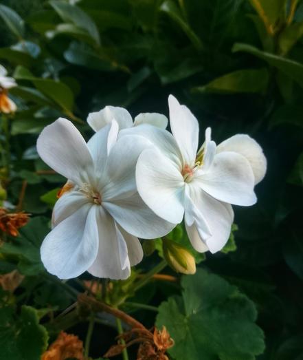 A small white geranium flower
