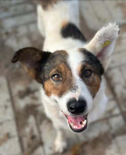 Peppino blickt mit einem freundlichen, offenen Ausdruck direkt in die Kamera.
Er hat eine weiße Blesse in der Mitte seines Gesichts und dunkelbraune Abzeichen um die Augen und Ohren.
Seine Augen sind dunkelbraun und wirken aufmerksam.
Das Maul ist leicht geöffnet, man sieht seine Zähne und eine rosa Zunge, was den Eindruck eines Lächelns erweckt.
Seine Ohren stehen aufrecht, wobei das rechte Ohr leicht zur Seite geneigt ist und eine gelbe Ohrmarke trägt.
Der Hintergrund ist unscharf und besteht aus graubraunen Pflastersteinen.