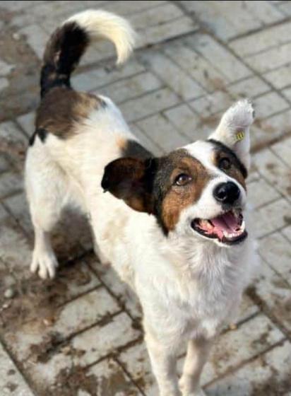 Peppinos Schwanz ist aufgerollt und trägt eine weiße, buschige Spitze.
Der Kopf ist leicht zur Seite geneigt und nach oben gerichtet, mit einem offenem Schnäuzchen und einem freudigen Ausdruck.
Ein Ohr ist braun und hängt, das andere Ohr ist teilweise weiß, steht aufrecht und hat die kleine gelbe Ohrmarke.
Peppino steht auf einem graubraunen, leicht verschmutzten Pflasterboden.