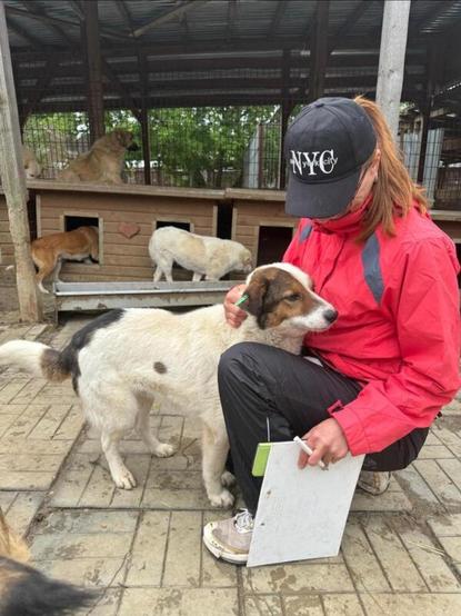 Eine Volontärin in einer roten Jacke und einer schwarzen Kappe mit der Aufschrift "NYC" kniet im Kennel. Die Person hält einen Klemmbrett in der Hand und streichelt Peppino, er steht ganz ruhig und scheint es entspannt zu genießen. 
​Im Hintergrund sind mehrere Hundehütten aus Holz zu sehen, und weitere Hunde sind im Zwinger und auf den Hütten zu erkennen. Der Boden ist mit Pflastersteinen ausgelegt.