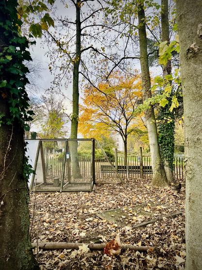 This photo captures a rustic scene within a wooded area. The foreground is dominated by the trunks of several large trees, some of which are partially covered in green ivy. The ground is thickly blanketed with fallen brown and yellow leaves. In the center of the image, there is a simple, rectangular enclosure made of wire mesh and wooden framing, possibly a small animal coop or run. Behind this enclosure, more trees with bare branches and some with bright yellow leaves extend into the mid-ground. A small, brown and white chicken or similar bird can be seen pecking at the leaves near the bottom center of the frame, close to one of the tree trunks. The sky is largely obscured by the tree canopy but appears overcast.