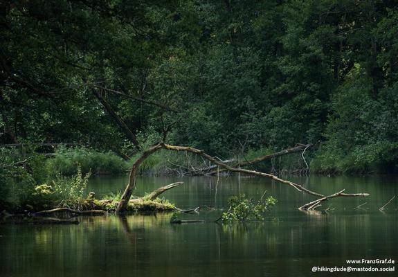 A serene river flows gently through a dense, lush forest, its calm surface reflecting the vibrant greenery that surrounds it. The water is clear and still, creating a mirror-like effect that enhances the tranquil atmosphere. Along the riverbank, a tree has fallen gracefully into the water, its branches reaching out like natural sculptures, adding a touch of wild beauty to the scene.

The dense forest in the background is a tapestry of deep greens, with trees and shrubs crowding the riverbank, t…