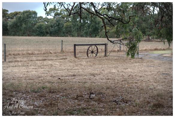 A rustic scene of a dry, golden brown paddock in Waitpinga, South Australia. The center features a wire fence and gate, which is decorated with a large, antique wooden wagon wheel leaning against the timber crossbar.

Overhanging branches with eucalyptus leaves frame the top right of the image. A line of green trees and an overcast sky are visible in the distance.
