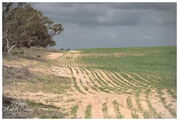 A slightly high angle view of a field under a dramatic, dark gray sky. In the foreground and middle ground, the sandy dirt shows parallel, undulating lines of young green growth, presumably a planted crop.
This pattern extends toward the horizon. To the left, a slight embankment is covered with dry brush and a line of dark leaved trees.
Signed Kev Peirce.