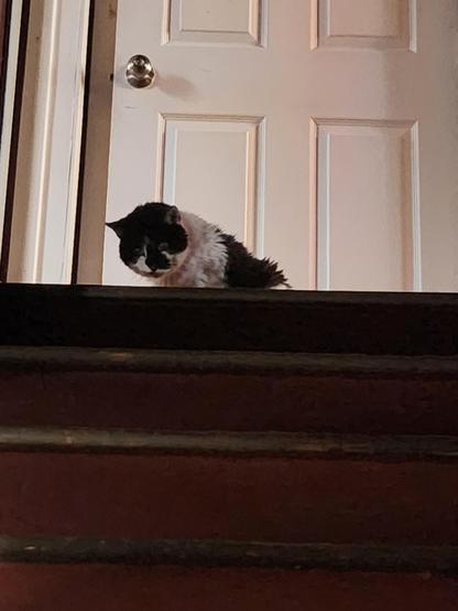 Momo, my black and white cat, sits at the top of the stairs and looks down.