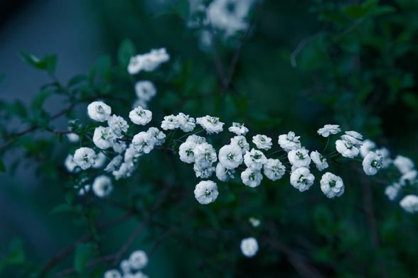 A sprig of little white rose-like flowers and leaves runs across the middle of the image from right to left with some blurred out plant material in the far distance