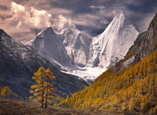 Autumn forest in front of snow-clad Himalayas and a dramatic sky.