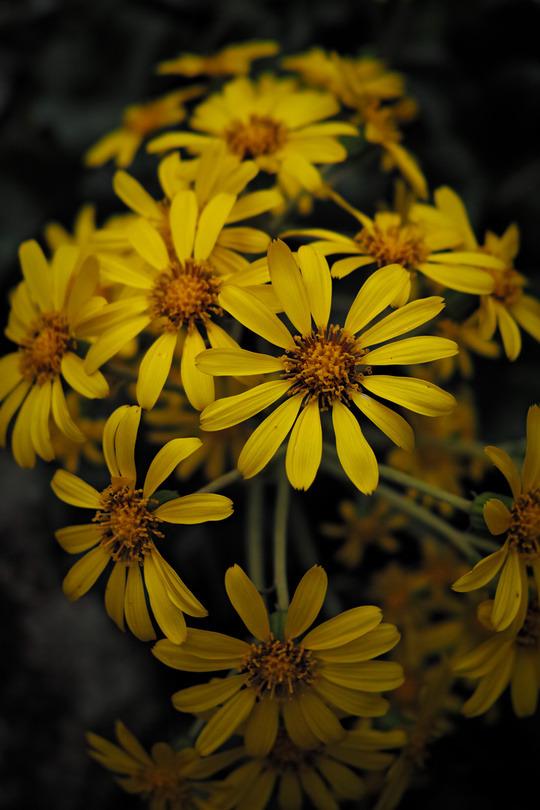 Yellow asters.