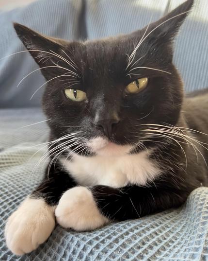 Eine schwarze Katze mit weißen Pfötchen und weißer Brust liegt auf einer taubenblauen Decke mit Waffelpiqué-Muster. Sie schaut fragend mit kritischer Beimischung in die Kamera.