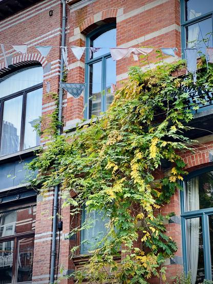 This is a close-up shot of a section of an old brick building, showcasing its textured red-orange bricks and several windows. The windows have distinct arched or rectangular shapes with dark frames, and some reflect the cloudy sky. A thick, vibrant green vine with numerous leaves, some tinged with yellow, prominently climbs up the facade, spreading across the bricks and even reaching towards a dark wrought-iron balcony railing visible on the right. Small white triangular flags are strung across the top part of the image, adding a decorative touch. A grey downspout runs vertically along the left side of the wall.