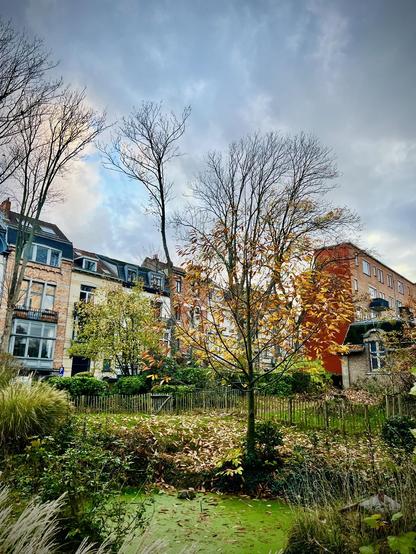 This photo shows a view looking up towards a row of multi-story buildings that appear to be residential, with varying architectural styles and colors, under an overcast sky. In the foreground and mid-ground is a lush, somewhat wild garden space. A small, greenish pond, partially covered with algae or aquatic plants, is visible at the bottom center. Surrounding the pond and filling much of the garden are various types of green and yellowish-green foliage, including tall grasses and shrubs. A wooden fence runs through the middle of the garden, separating different sections. Several trees, some bare-branched and some with golden-yellow autumn leaves, rise above the garden, partially obscuring the buildings behind them.