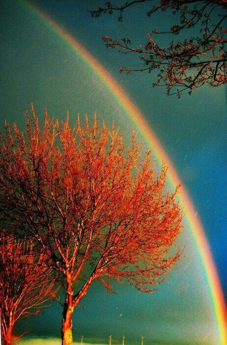 A red tree delineated by a rainbow against blue & green sky.