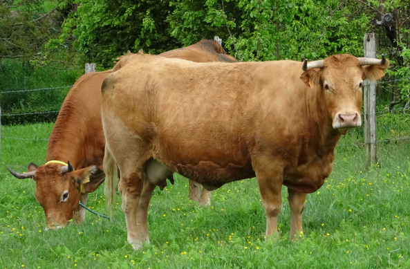 Imatges d'arxiu d'una vaca rossa (Elisardojm / Wikimedia Commons CC 4.0)