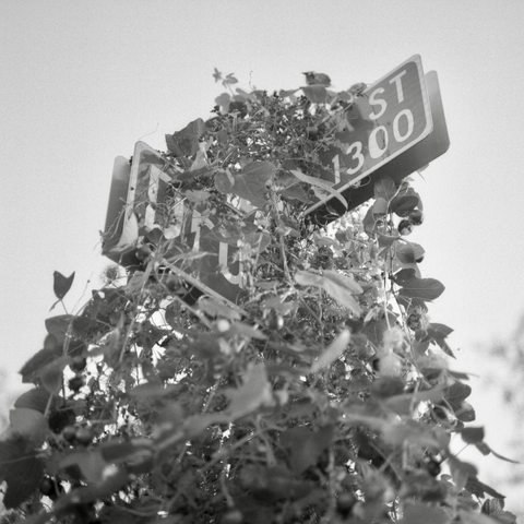 A black-and-white film photo. Vegetation has overtaken street signage in East Austin, Texas. Wednesday, October 29, 2025.