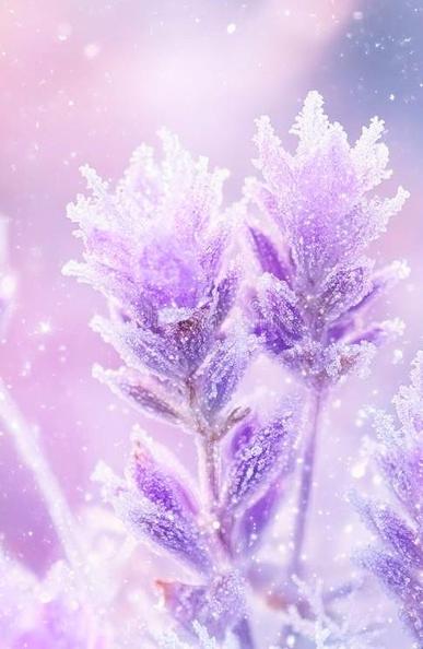 A beautiful first snow fall on lavender flowers that have gorgeous crystals shimmering on them