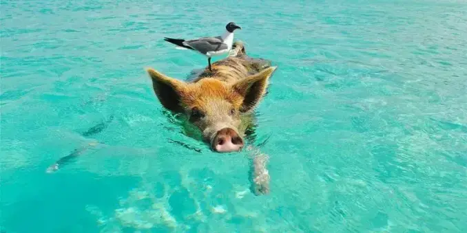 🐷🌴 Schwimmende Schweine auf den Bahamas? Ja, das gibt's wirklich!