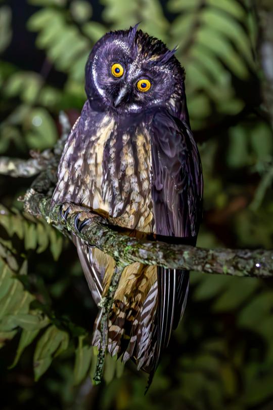 A photo of a Stygian Owl perched on a tree branch. It has dark feathers on its face and back, and lighter feathers toward its chest. It has large yellow eyes and horn-like plumage at the top of its head.