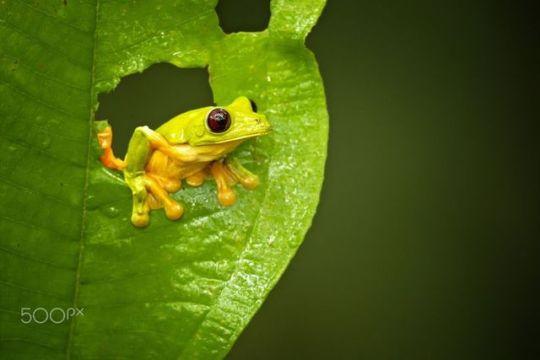 A small Gliding Tree Frog on a leaf.