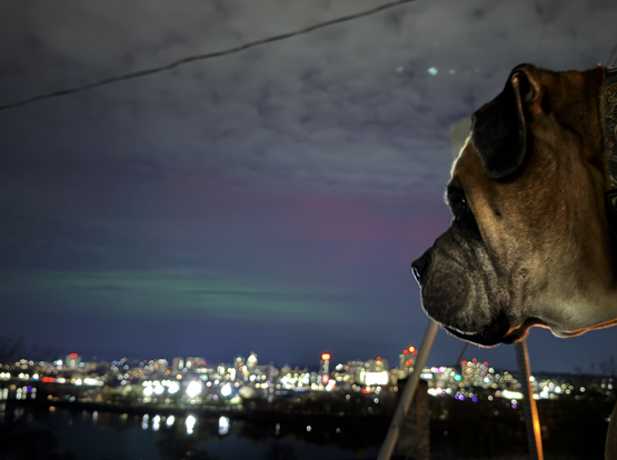 A dog looking out at nighttime in Harrisburg, PA, with the northern lights in the sky.