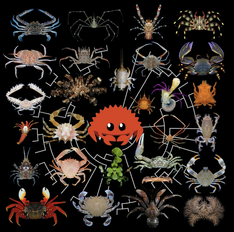 Carcinization in image. Various crab like organisms and their evolutionary paths from Ferris in the center. 