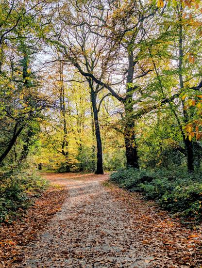 Parkland path with drifts of golden leaves. In the distance pale green leaves that remain on the trees are backlit by the afternoon sun