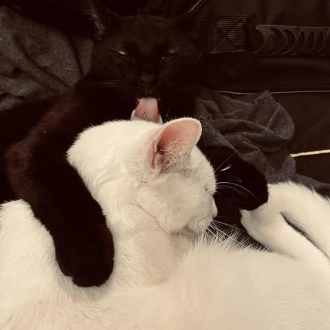 a black cat hugs and kisses a white cat