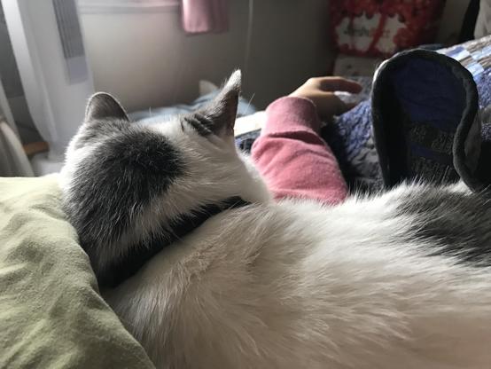 A close-up of a reclining cat with a gray and white coat, resting against a soft green pillow. An arm is visible in the background, partially covered by the cat, and atop a blanket. Natural light is coming from a nearby window, creating a cozy atmosphere.