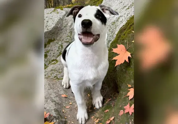 A happy white and black dog named Fidget stands on a mossy rock surrounded by fallen autumn leaves, looking up with an open-mouthed smile.