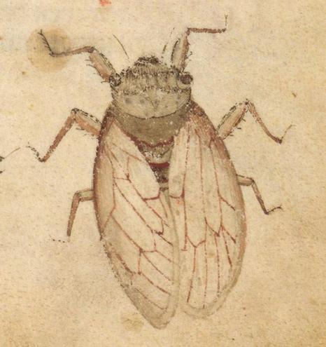 A detailed drawing of a cicada seen from the top on an age-spotted manuscript page. Except for the fact that two of the insect's six legs are sprouting from the insect's head, it is surprisingly accurate. The six jointed legs have fine hairs. The head and thorax are clearly differentiated and the head has round side eyes and two antennae. It has veined wings folded over its thorax. It is drawn in shades of brown and soft red. Image from Biblioteca Medicea Laurenziana, Plut.40.52 (L'Acerba etas), folio 38r.