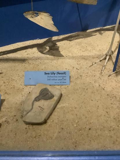 #Crinoids are marine invertebrates that make up the class Crinoidea. Crinoids that remain attached to the sea floor by a stalk in their adult form are commonly called sea lilies, while the unstalked forms, called