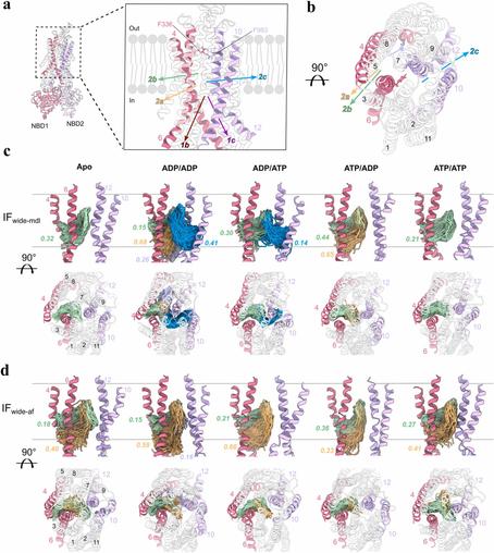 Nucleotide asymmetry and flexible linker dynamics modulate drug efflux cycle of P-glycoprotein, A computational study. Computational and Structural Biotechnology Journal, DOI: https://doi.org/10.1016/j.csbj.2025.10.064
