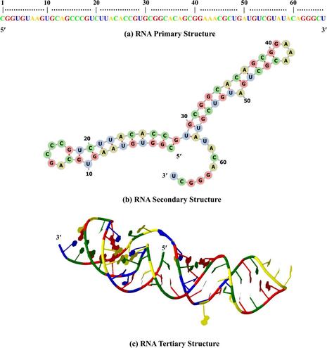 Transformers in RNA structure prediction: A review. Computational and Structural Biotechnology Journal, DOI: https://doi.org/10.1016/j.csbj.2025.03.021
