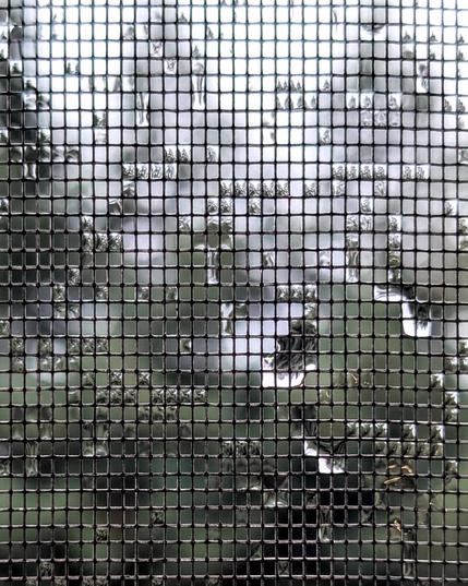 Photograph of a window screen with raindrops caught in it. The raindrops are microcosms of the redwood tree in the distance. CC BY-SA Kate Zimmerman.