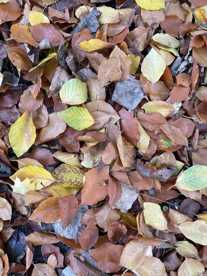 A ground covered with a variety of autumn leaves in shades of orange, yellow, and brown, mixed with some gray and dried leaves.
