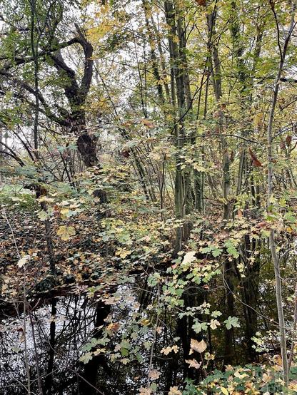 A dense forest scene features various trees with autumn leaves, set near a calm, reflective body of water. The landscape is rich with greenery and fallen leaves, evoking a tranquil natural setting.