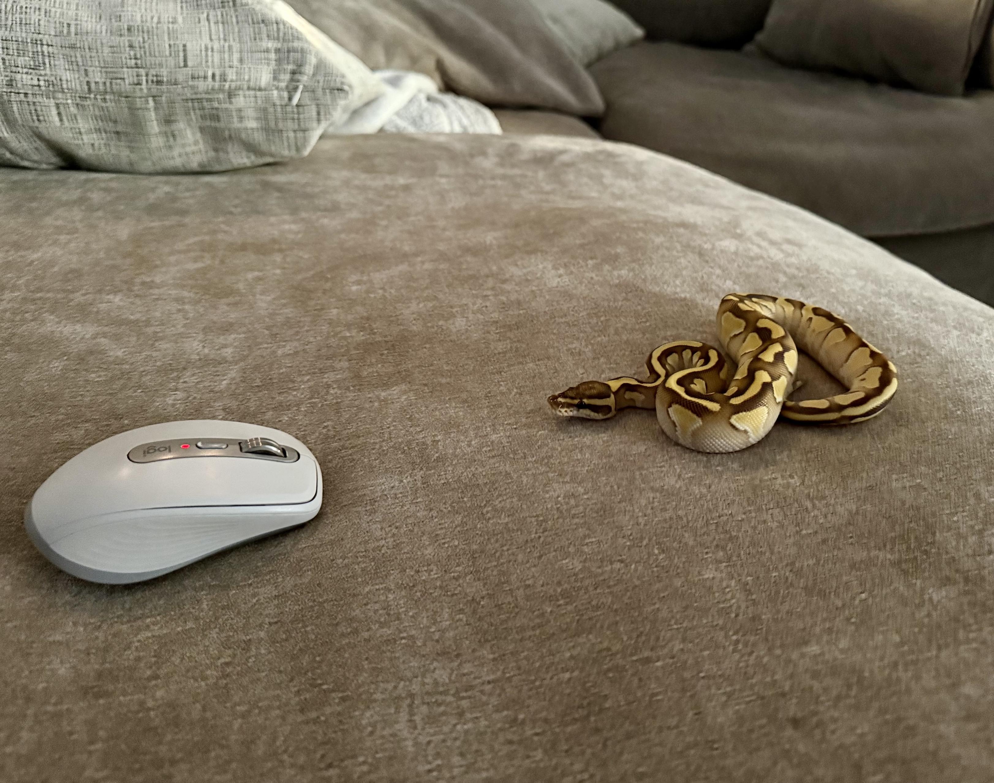 A snake is coiled on a tan fabric surface next to a white computer mouse. Soft pillows are in the background.