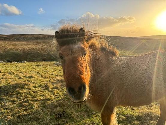 Icelandic horse