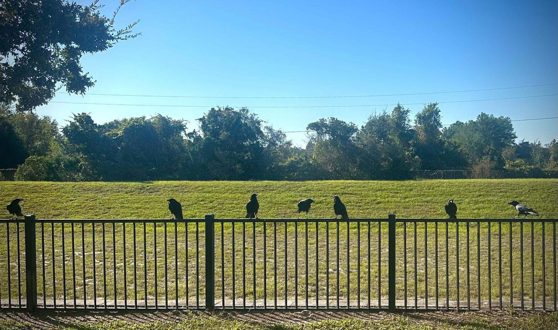 7 crows lined up on a fence. Trees and grass field in the background.