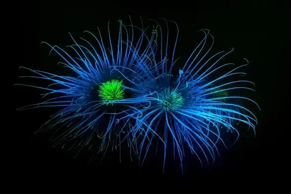 Two anemones with blue tentacles and yellow/green centres.