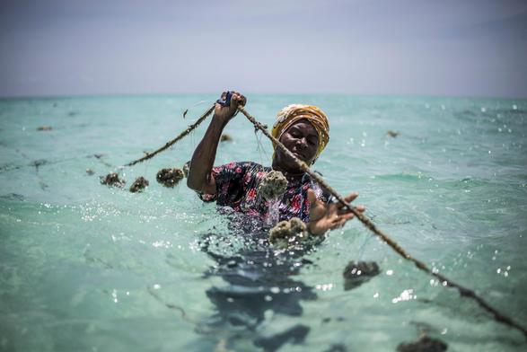 A sponge farmer from Zanzibar’s Sponge Farmers’ Cooperative, a women-led organisation, tends to her crops along the coast.