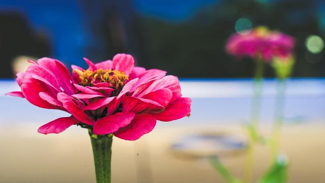 A pink-purple flower with a few layers of petals around a yellow core that doesn't stick out much comes out of a green stem that tapers rapidly below the flower,  there's another one in the background blurred out and the rest of the background is rather hard to interpret