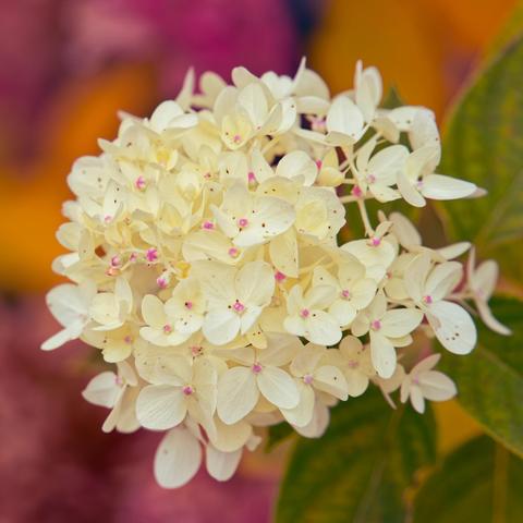 A mass of numerous white flowers with four little petals with a little purple dot in the center,  to the lower right are some leaves a big blurred out and the background is purple, yellow and black and very blurred out
